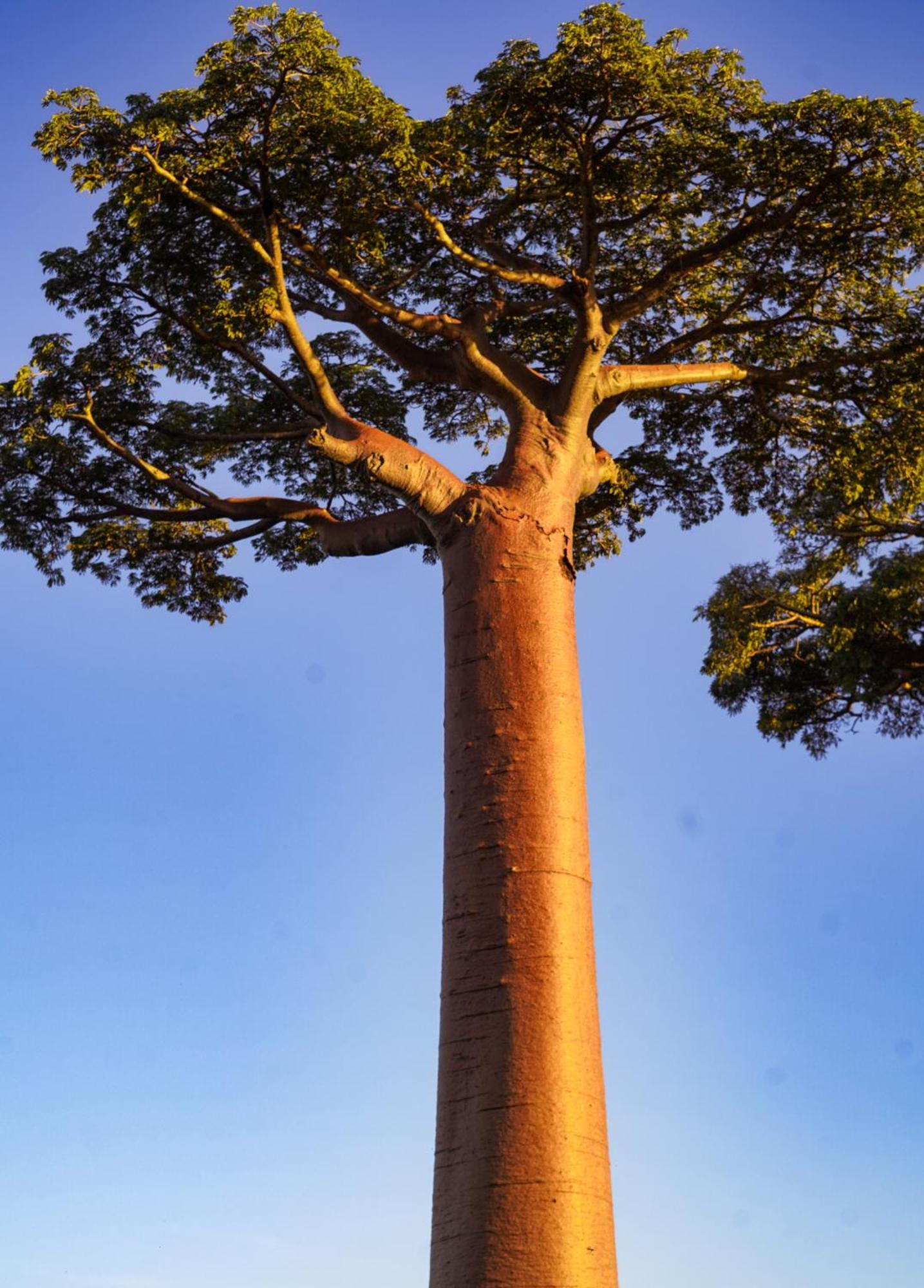 Hotel Baobab Cafe Morondava Dış mekan fotoğraf